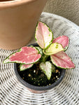 aglaonema ‘geely red’